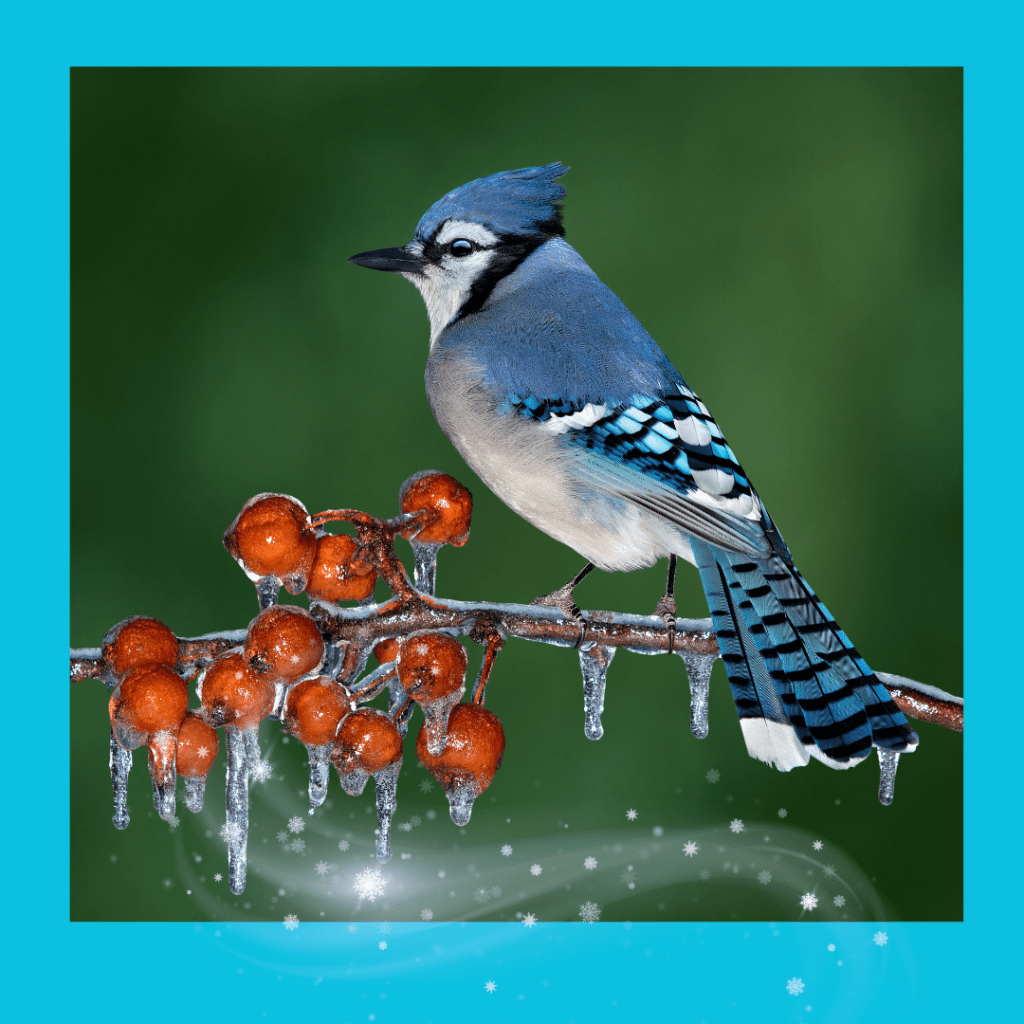 blue jay on icy branch