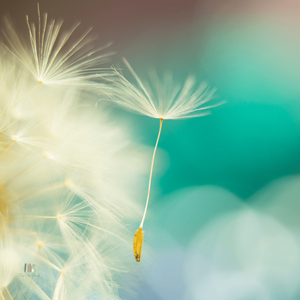 So She Reads Collection: July Up Close